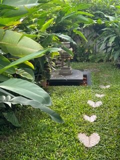 Monsoon Plant Care - How to keep your garden thriving in the rain