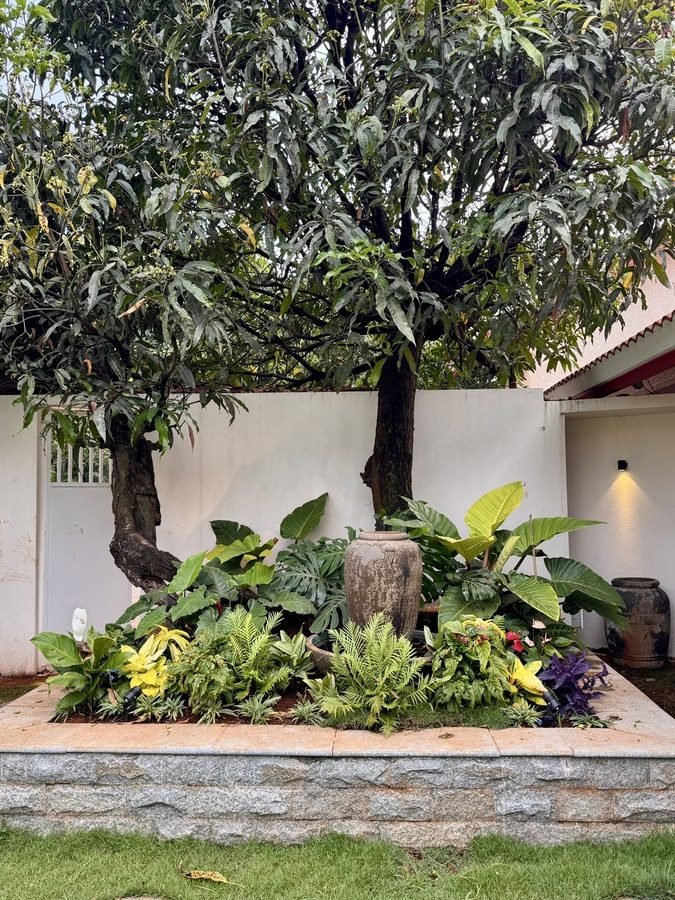 Fountain beneath the mango tree
